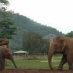 Thailand’s blind elephant becomes loving sanctuary grandma (video) | Thaiger