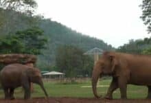 Thailand’s blind elephant becomes loving sanctuary grandma (video)