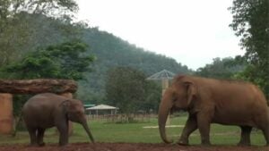 Thailand’s blind elephant becomes loving sanctuary grandma (video)