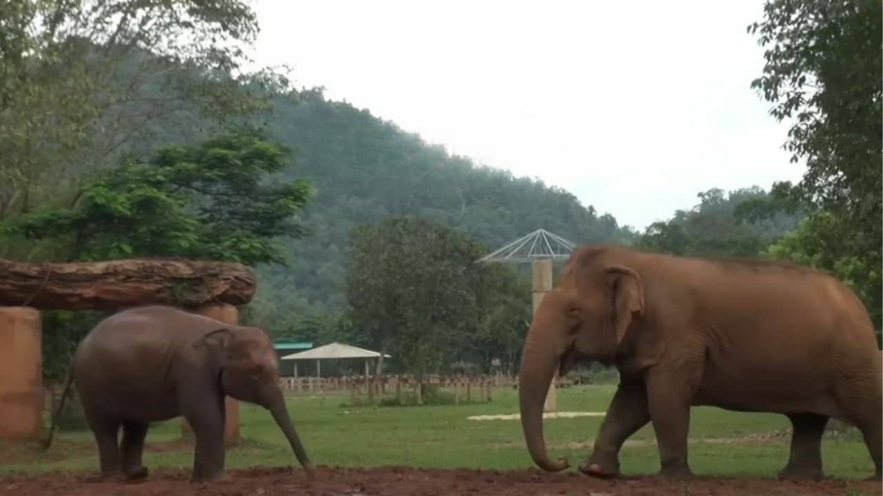Thailand’s blind elephant becomes loving sanctuary grandma (video)
