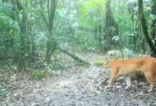 Rare Asiatic golden cat filmed in South Thailand national park (video)