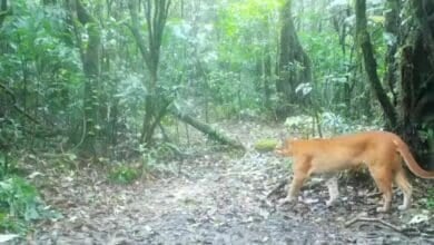 Rare Asiatic golden cat filmed in South Thailand national park (video) | Thaiger
