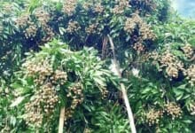Sweet crisis: Thailand races to rescue record longan harvest