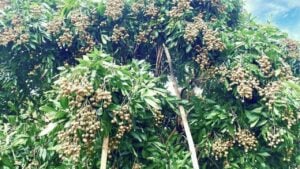 Sweet crisis: Thailand races to rescue record longan harvest