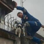 Brawling cat impaled on fence sparks Udon Thani rescue | Thaiger