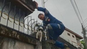 Brawling cat impaled on fence sparks Udon Thani rescue