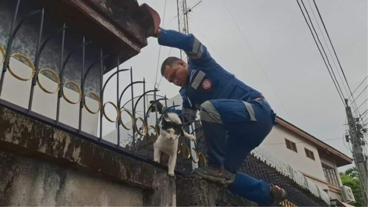 Brawling cat impaled on fence sparks Udon Thani rescue