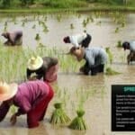 Melioidosis kills 72: Thai health ministry issues urgent warning | Thaiger