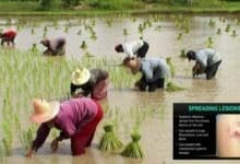 Melioidosis kills 72: Thai health ministry issues urgent warning