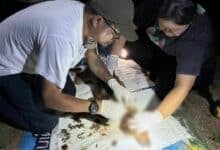 Chained dogs saved in monk-led rescue mission in Lampang