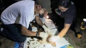 Chained dogs saved in monk-led rescue mission in Lampang | Thaiger