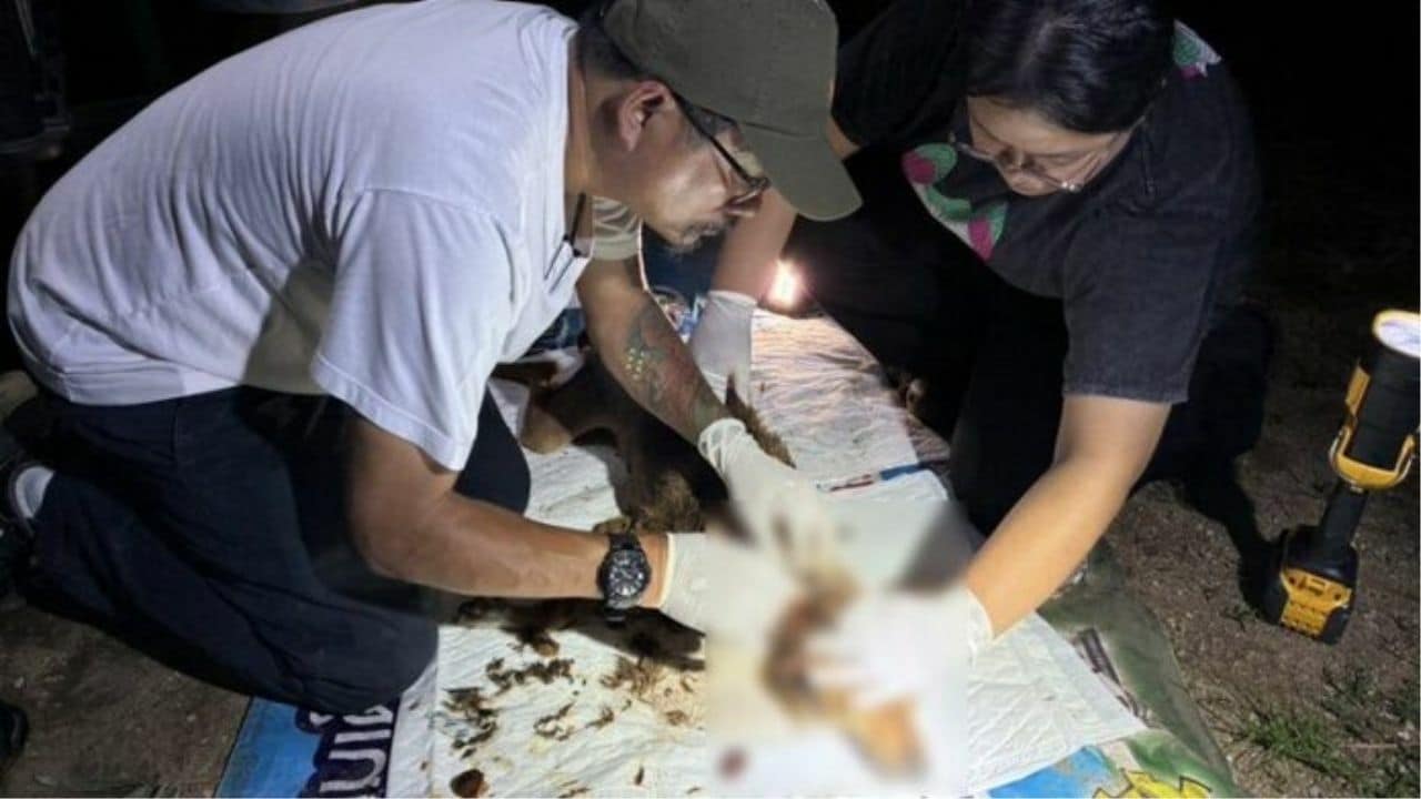 Chained dogs saved in monk-led rescue mission in Lampang