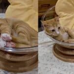 Miracle orange cat rises after Bangkok building collapse | Thaiger