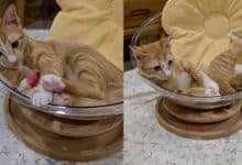 Miracle orange cat rises after Bangkok building collapse | Thaiger