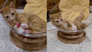 Miracle orange cat rises after Bangkok building collapse | Thaiger