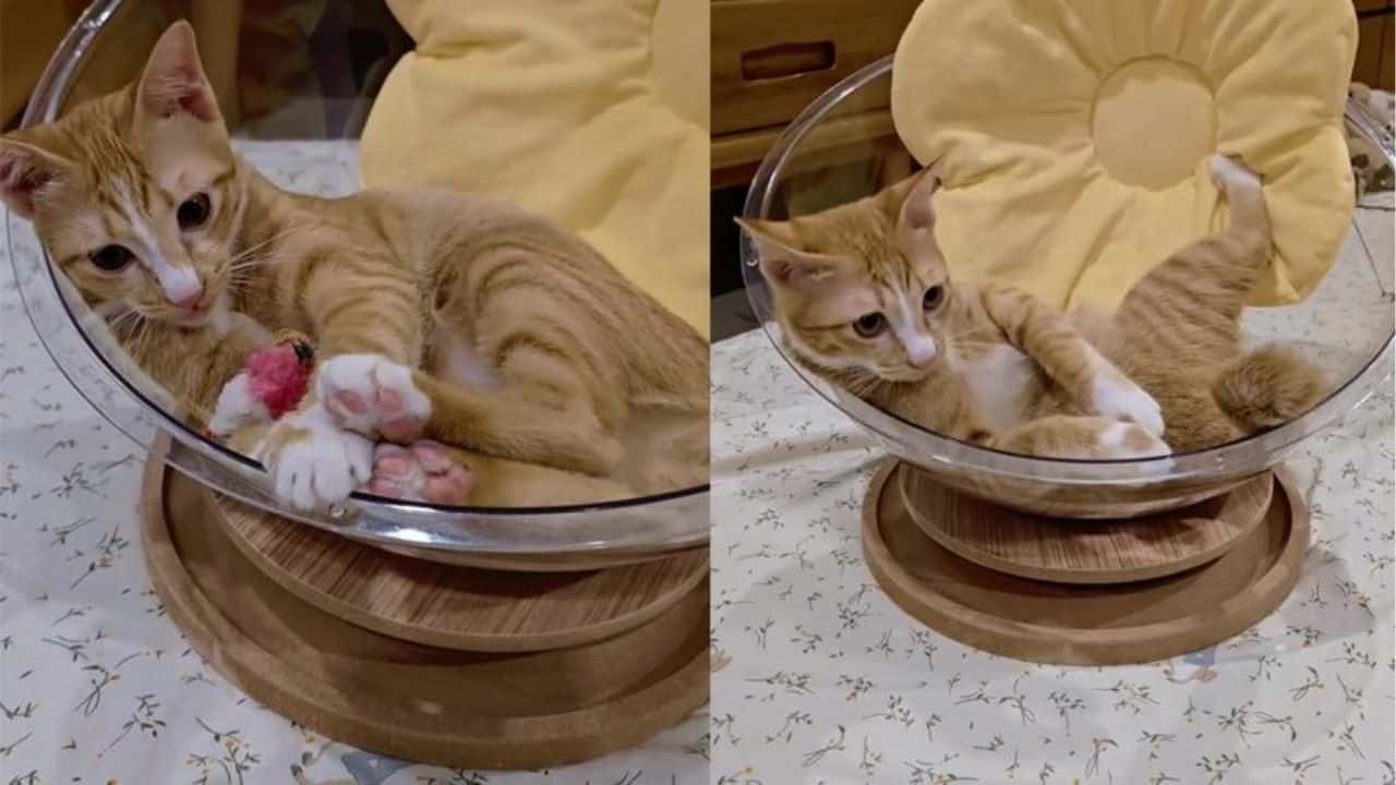 Miracle orange cat rises after Bangkok building collapse | Thaiger