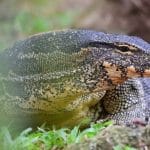 Thailand to sell water monitor lizards for breeding at 500 baht each | Thaiger