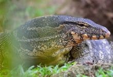 Thailand to sell water monitor lizards for breeding at 500 baht each | Thaiger