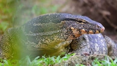 Thailand to sell water monitor lizards for breeding at 500 baht each | Thaiger
