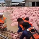 Flooded Chiang Rai farm sparks dramatic pig rescue (video) | Thaiger