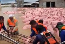 Flooded Chiang Rai farm sparks dramatic pig rescue (video) | Thaiger