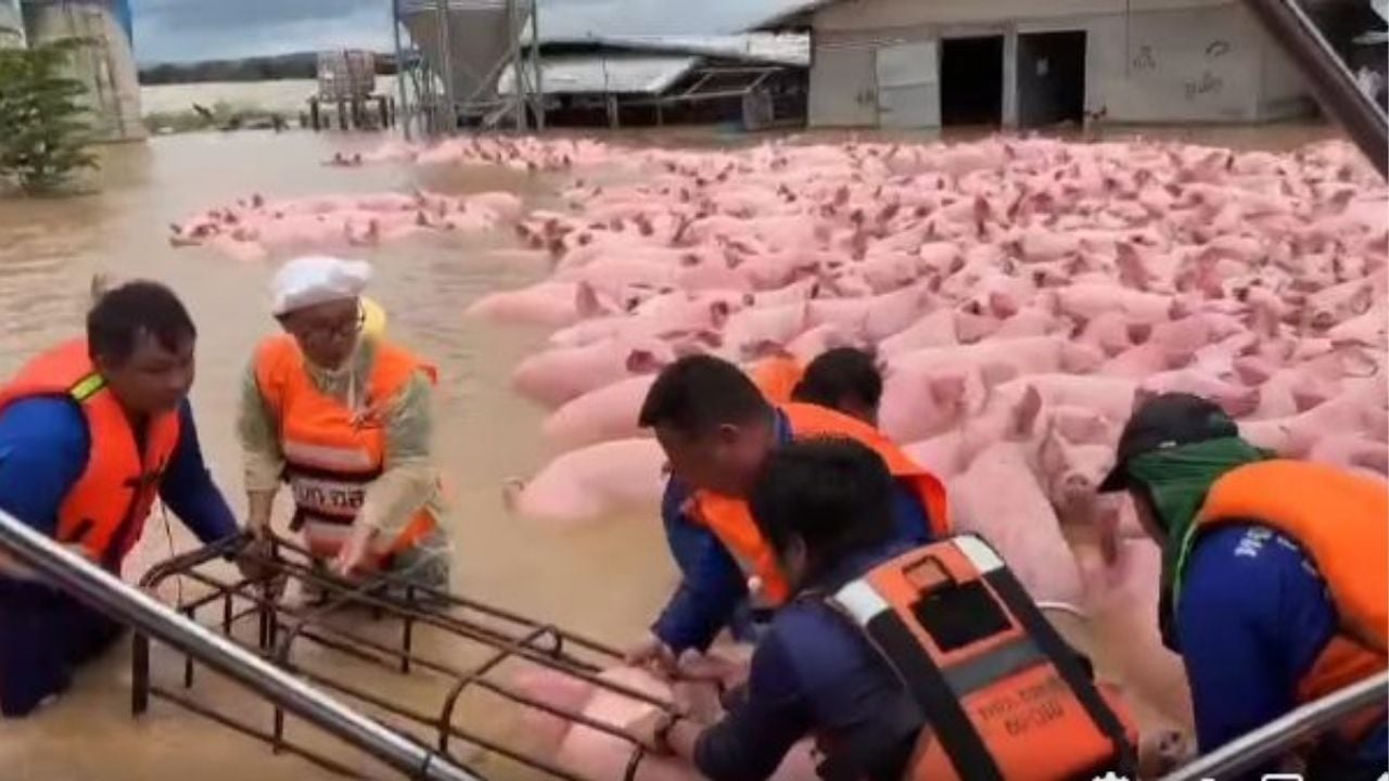 Flooded Chiang Rai farm sparks dramatic pig rescue (video) | Thaiger