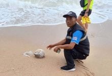 Spiked: Russian girl jabbed by porcupinefish at Jomtien Beach | Thaiger