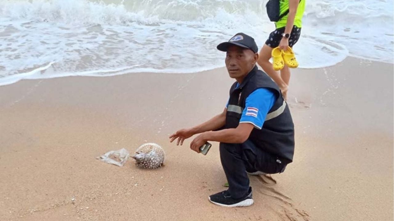 Spiked: Russian girl jabbed by porcupinefish at Jomtien Beach | Thaiger