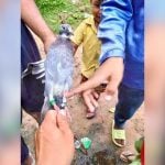 Cambodia &#8216;catches&#8217; Thai spy pigeon, Thais in stitches | Thaiger