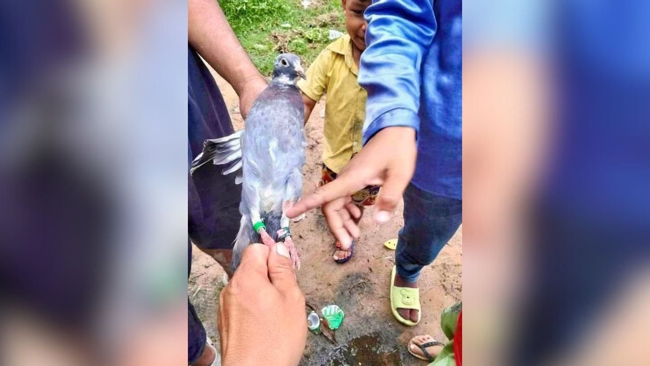 Cambodia ‘catches’ Thai spy pigeon, Thais in stitches | Thaiger