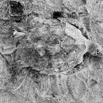 Dead sea turtle found on Phang Nga beach sparks pollution fears | Thaiger