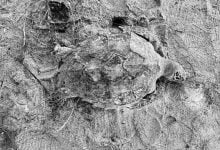 Dead sea turtle found on Phang Nga beach sparks pollution fears | Thaiger