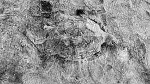 Dead sea turtle found on Phang Nga beach sparks pollution fears | Thaiger