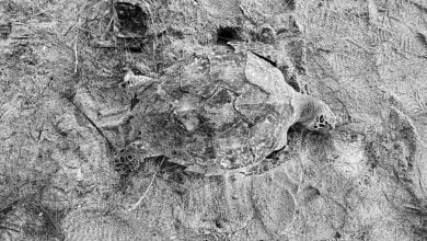 Dead sea turtle found on Phang Nga beach sparks pollution fears | Thaiger