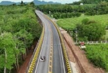 Thailand builds giant bridges to save wild elephants from roads