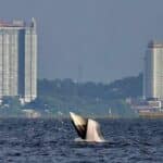 Bryde&#8217;s whales delight tourists at Bang Saen Beach, Chon Buri | Thaiger