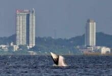 Bryde’s whales delight tourists at Bang saen Beach, Chon Buri