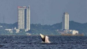 Bryde’s whales delight tourists at Bang saen Beach, Chon Buri
