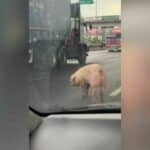 Runaway pig sparks traffic chaos on Rama II road (video) | Thaiger