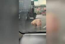 Runaway pig sparks traffic chaos on Rama II road (video)