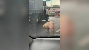 Runaway pig sparks traffic chaos on Rama II road (video)