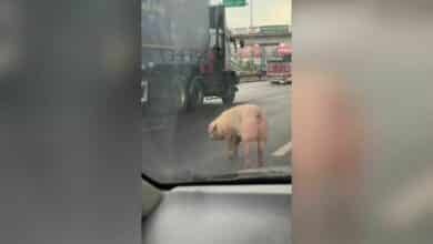 Runaway pig sparks traffic chaos on Rama II road (video)