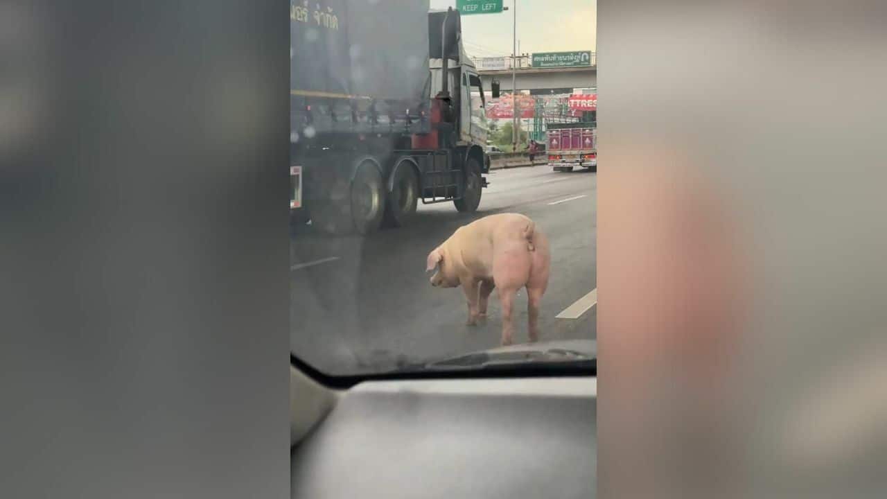 Runaway pig sparks traffic chaos on Rama II road (video)