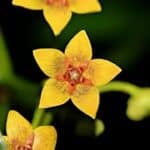 Long-lost ‘Forest sea star’ plant stuns scientists in Thailand | Thaiger