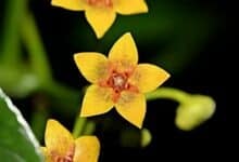 Long-lost ‘Forest sea star’ plant stuns scientists in Thailand