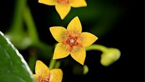 Long-lost ‘Forest sea star’ plant stuns scientists in Thailand