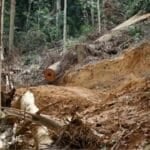 Illegal logging racket busted in South Thailand | Thaiger