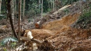 Illegal logging racket busted in South Thailand