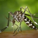 Zika fear grips Thailand amid rainy season spike | Thaiger