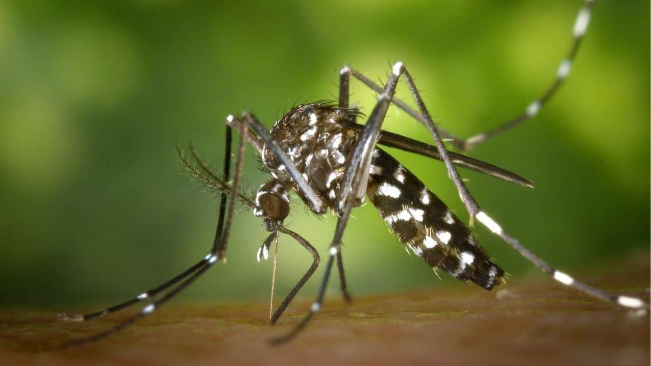 Zika fear grips Thailand amid rainy season spike